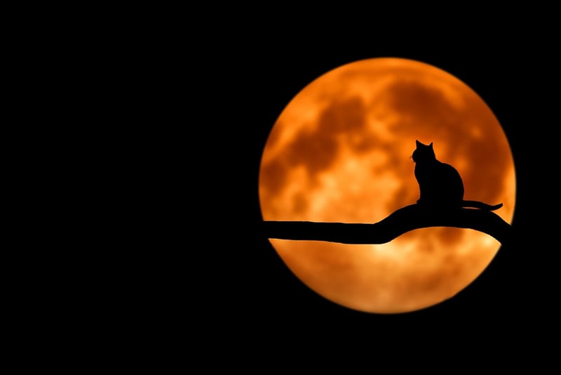 Moon Phase Wall Art